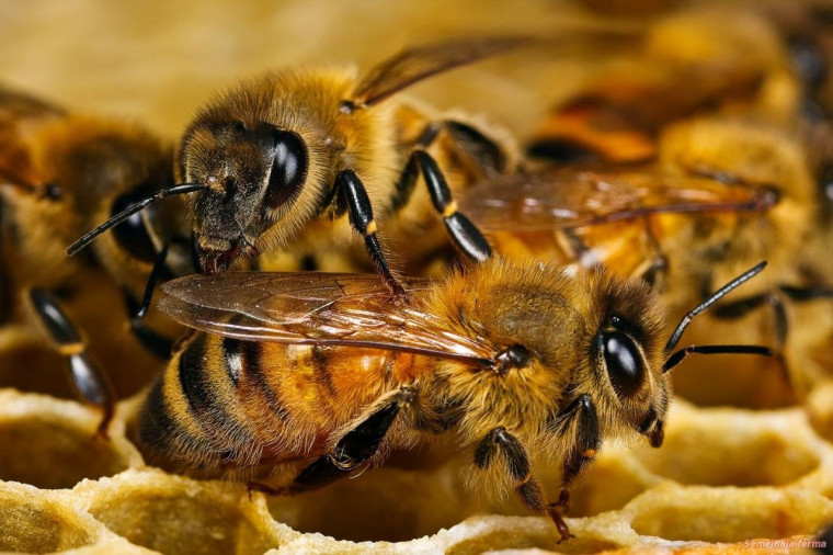 Аграрии должны извещать пчеловодов где и когда пройдут обработки полей пестицидами.